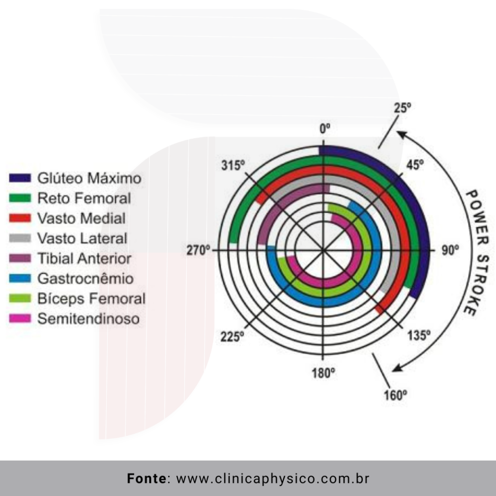 Exemplo de recrutamento muscular durante o ciclo da pedalada (0º até 360º)