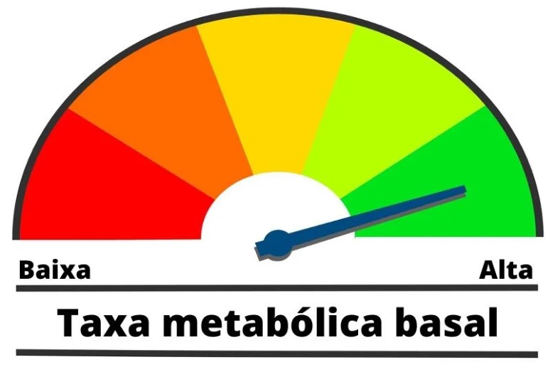 Como calcular a Taxa Metabólica Basal?
